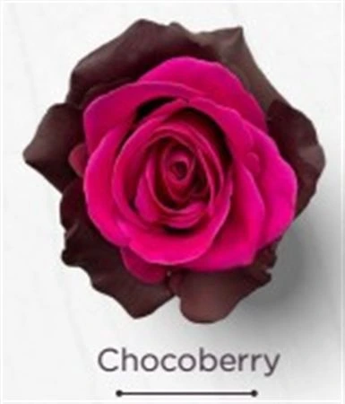 Ruža farbená Chocoberry, Ekvádor • 50 cm