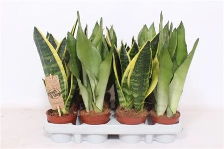 Sansevieria mix • črepník 9 cm