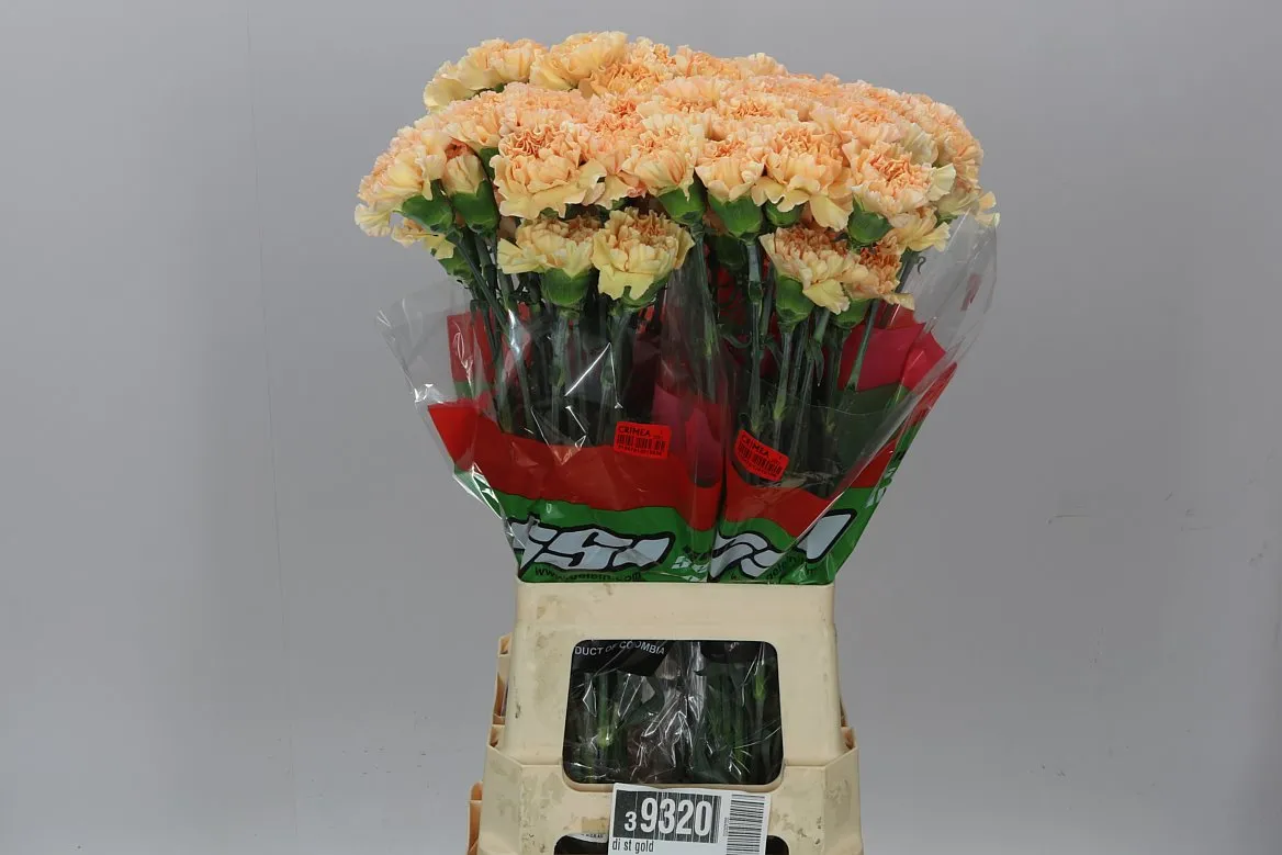 Di St Gold • 70 cm