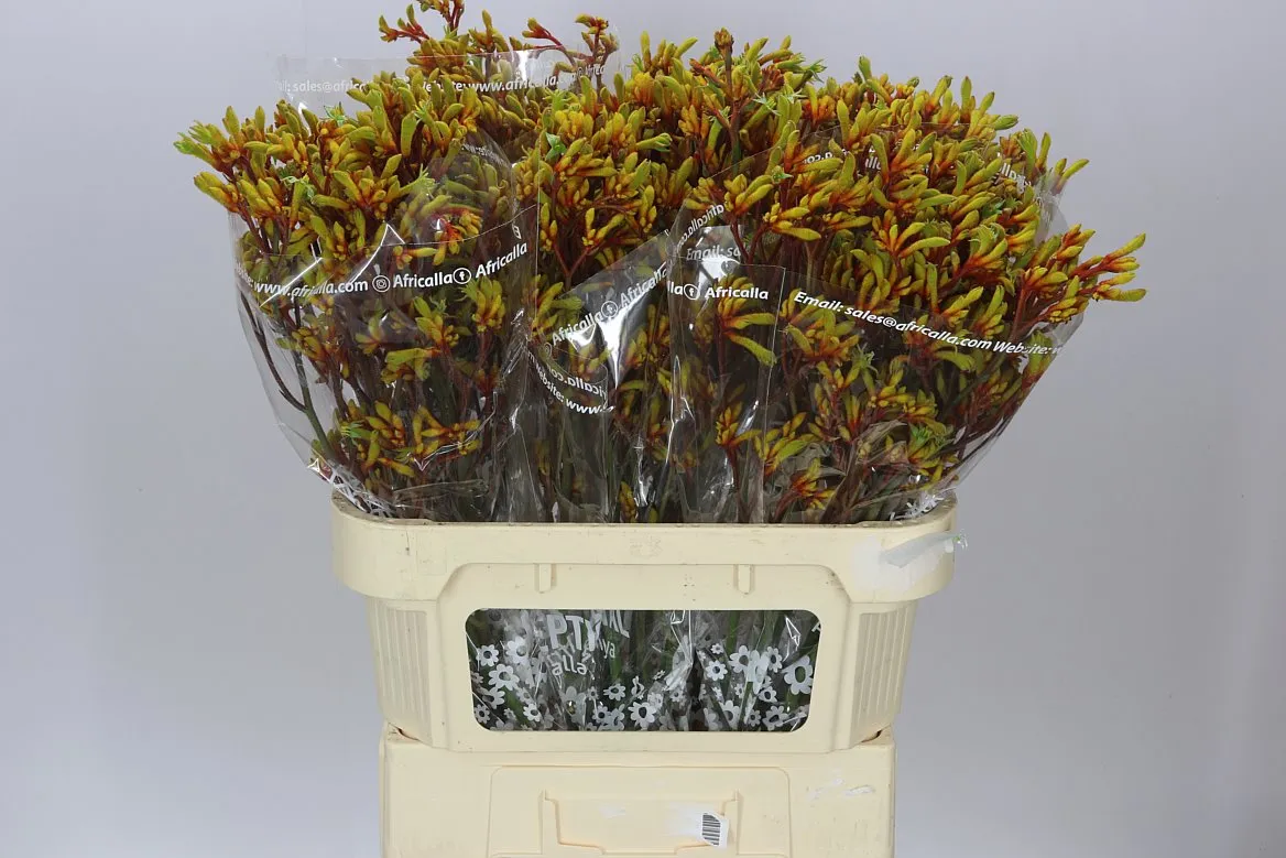 Anigozanthos Gold Fever • 80 cm
