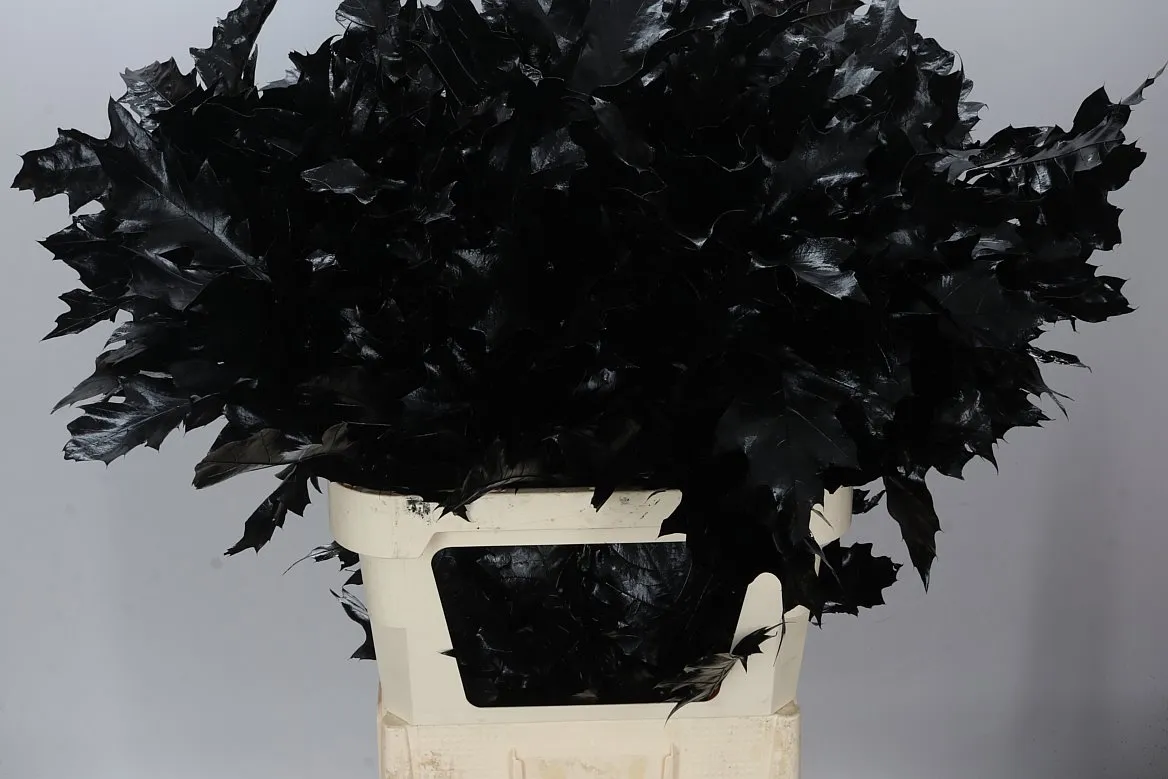 Quercus Rubra Black 20st • 80 cm