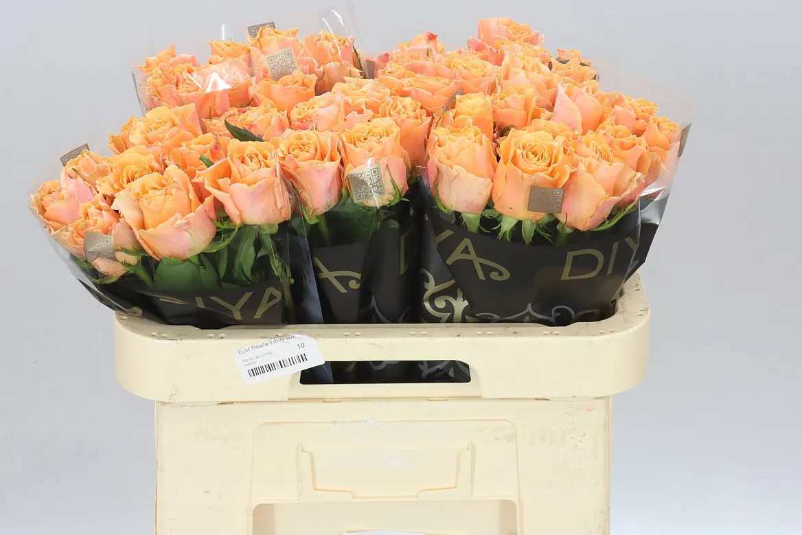 Rosa Gr Carpe Diem • 60 cm