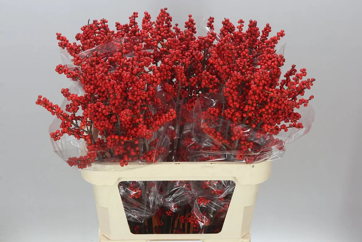 Ilex Verticillata • 80 cm