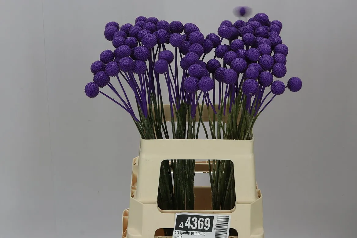 Craspedia farbená Purple • 60 cm
