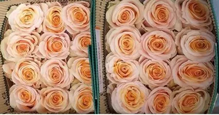 Rosa Gr Ec Pearl Finess • 40 cm