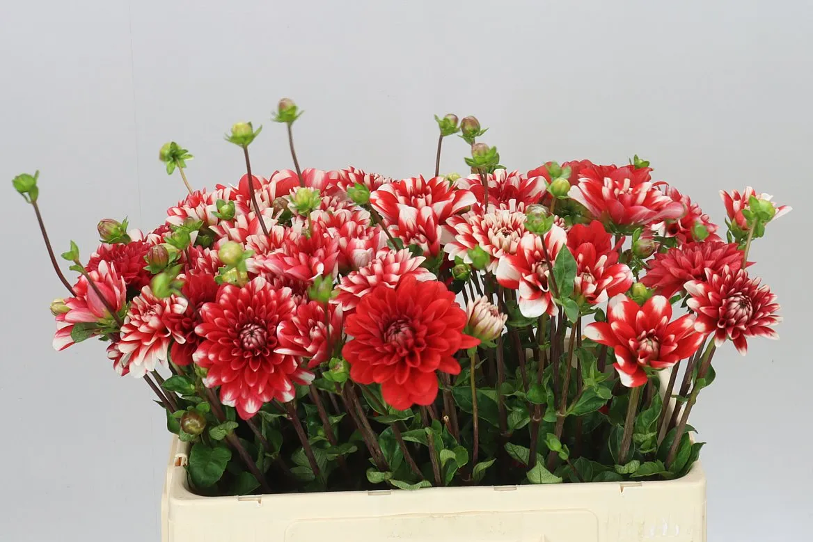 Dahlia Nagano • 55 cm