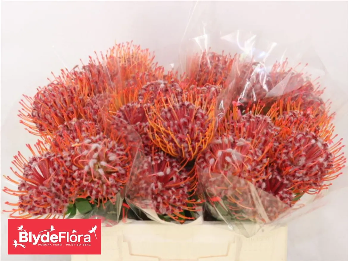 Leucospermum Scarlet Ribbon • 40 cm