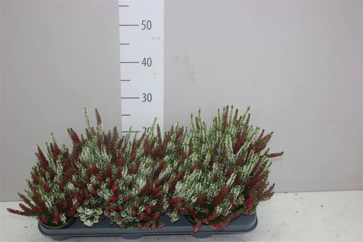 Calluna Beauty Ladies Twins • črepník 9,5 cm