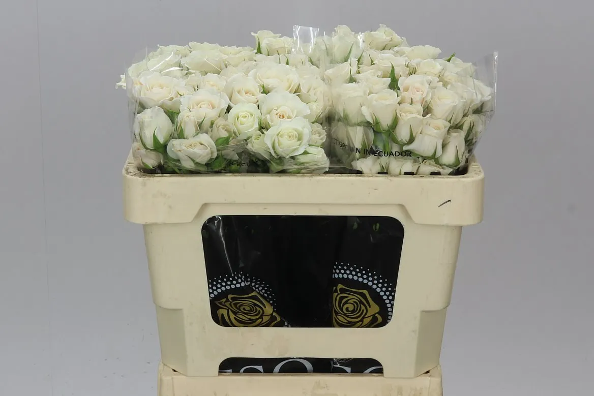Ruža trsová Majolika White • 60 cm