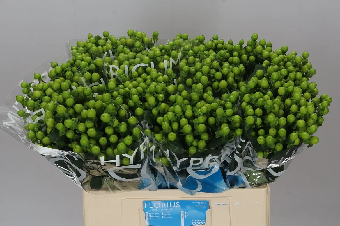 Hyperikum Coco Bamboo • 60 cm
