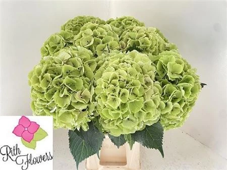 Hortenzia Heaven • 50 cm