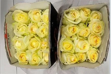 Rosa Gr Ec Creme De La Creme • 50 cm