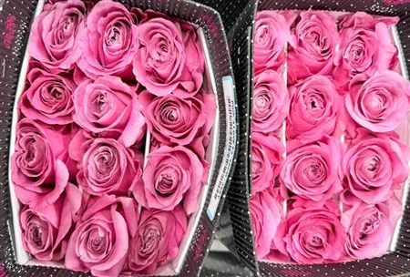 Rosa Gr Ec Pink 4 Love • 50 cm