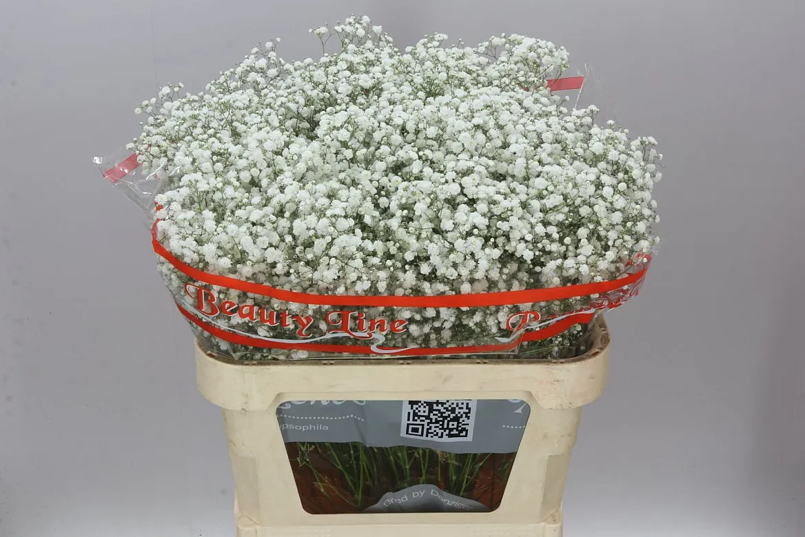 Gypsofila Xlence 25 Gr • 80 cm