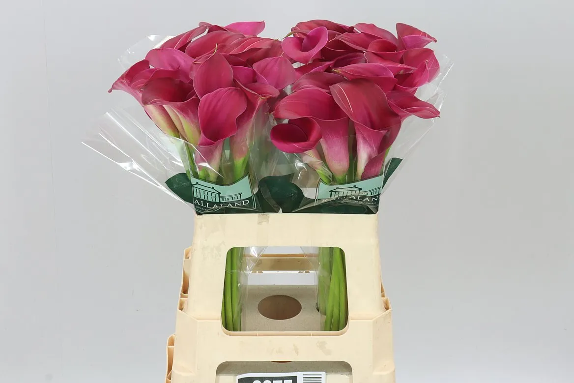 Zant Pink Jewel • 60 cm