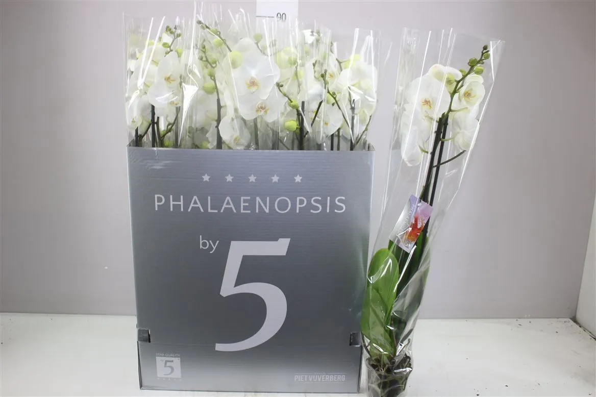 Phal Wit 2 Tak Xl 18+ • črepník 12 cm