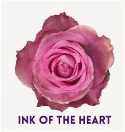 Ruža farbená Ink Of The Heart, Ekvádor • 50 cm