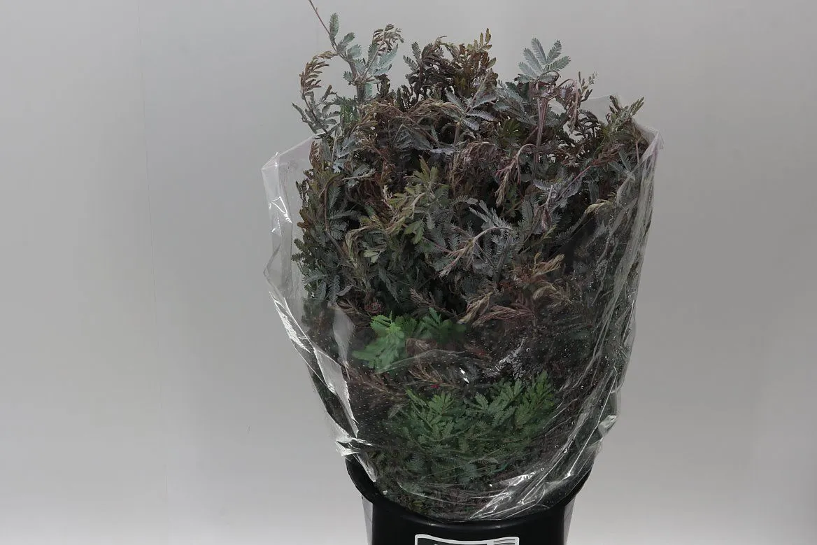 Mimosa Balejana • 65 cm