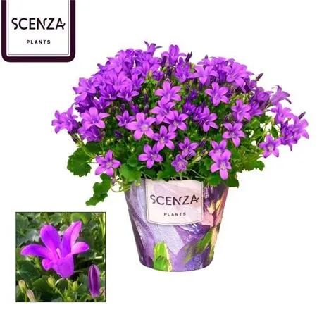 Campanula Porto Longlife Senza • črepník 11 cm