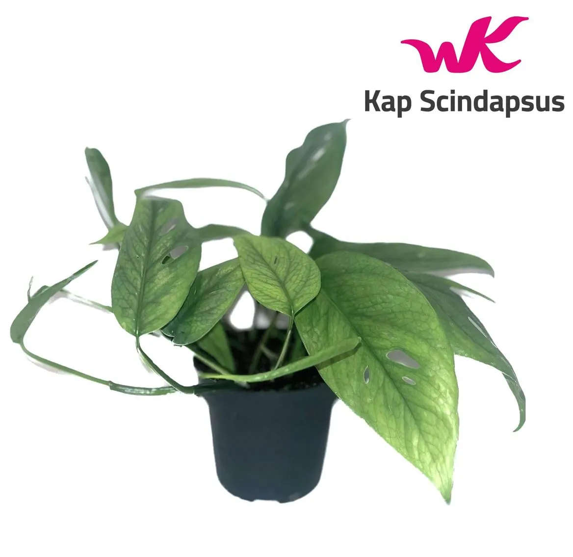 Epipremnum Cebu Blue • črepník 12 cm