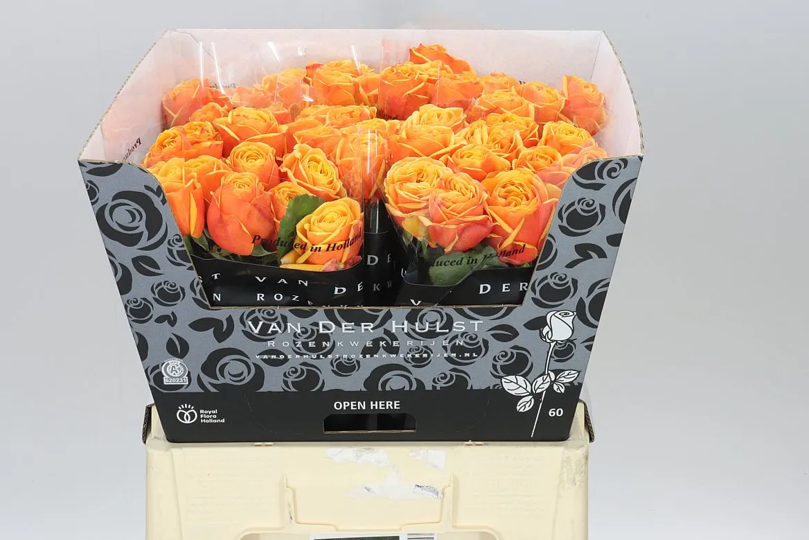 Rosa Gr Heliane Orange+ • 60 cm