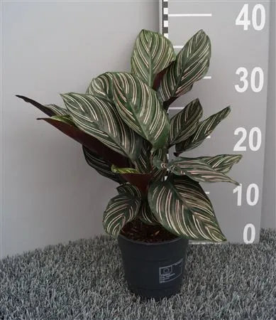 Calathea Sanderiana (ornata) • črepník 12 cm