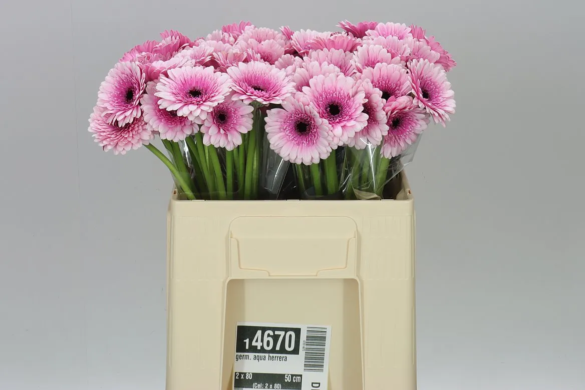 Germini Aqua Herrera • 50 cm