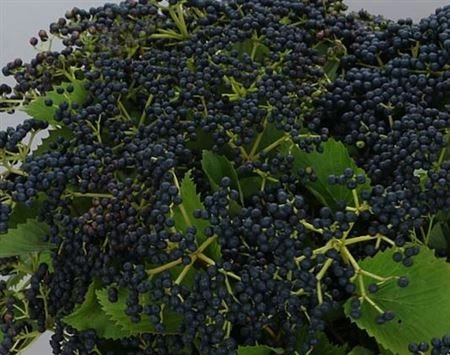 Viburnum Blueberry Hill A2 • 65 cm