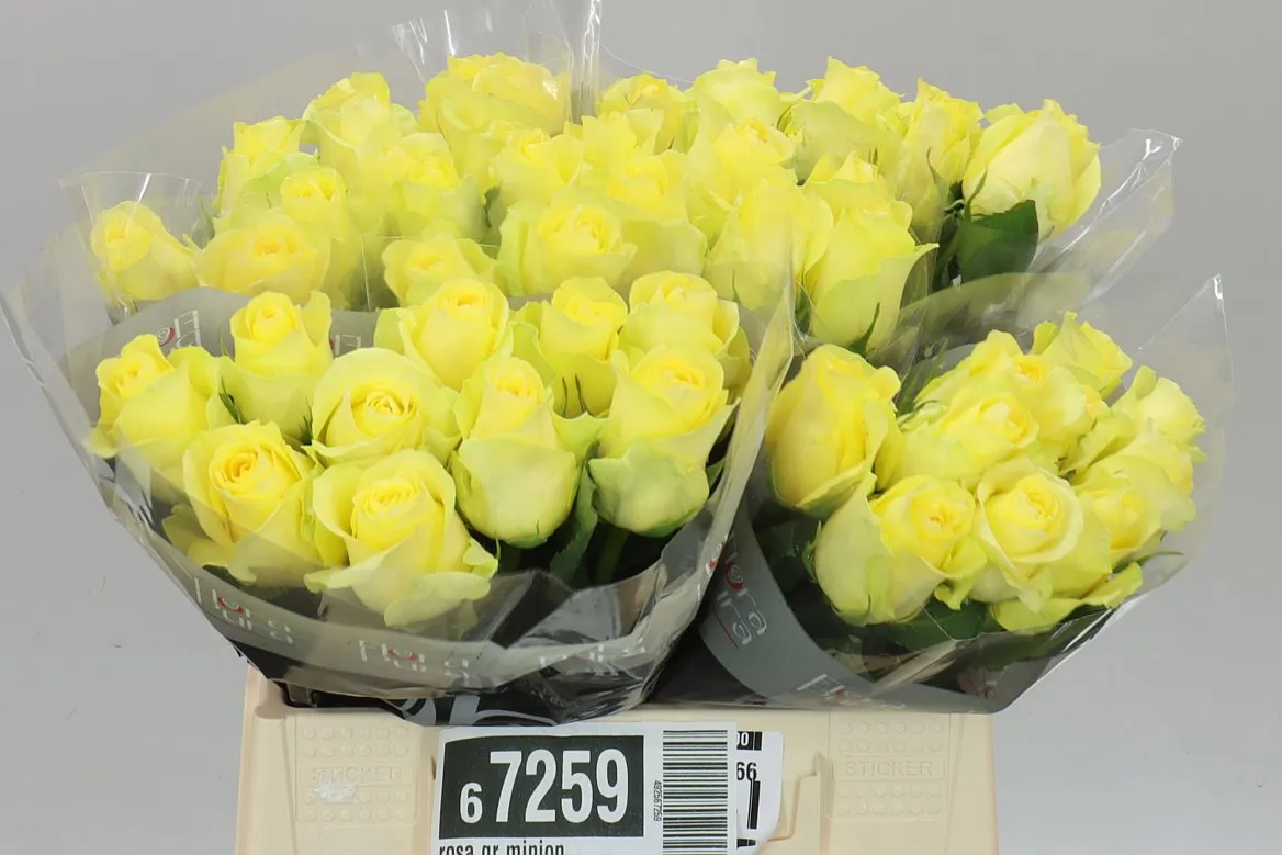 Rosa Gr Minion • 40 cm