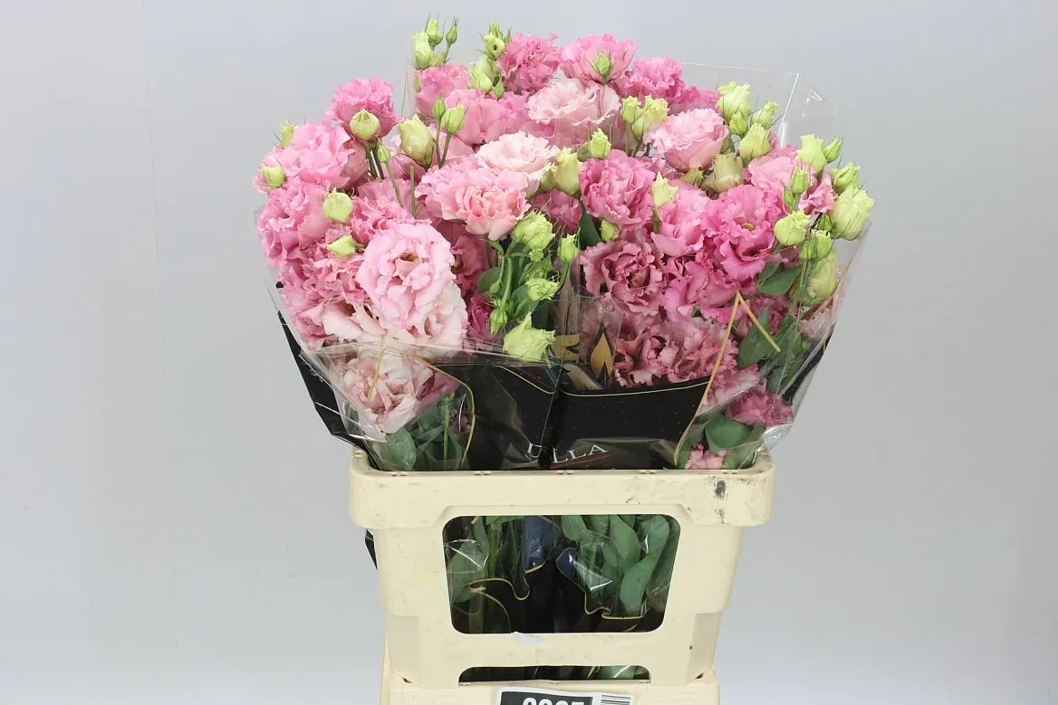 Eus G Corelli Deep Pink • 72 cm