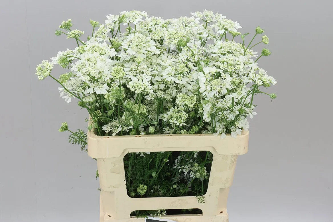 Orlaya Grandflora White • 60 cm
