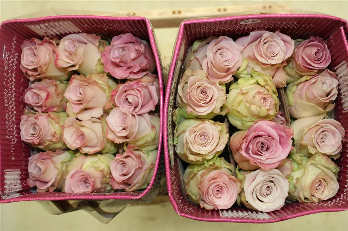 Rosa Gr Ec Faith • 50 cm
