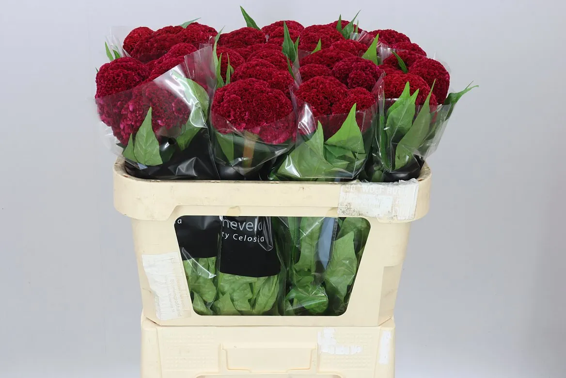 Celosia Reprise Velvet • 72 cm