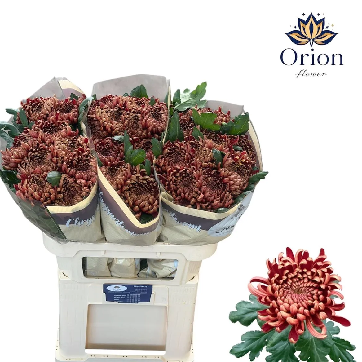 Chryzantéma veľkokvetá Ankara Red • 75 cm