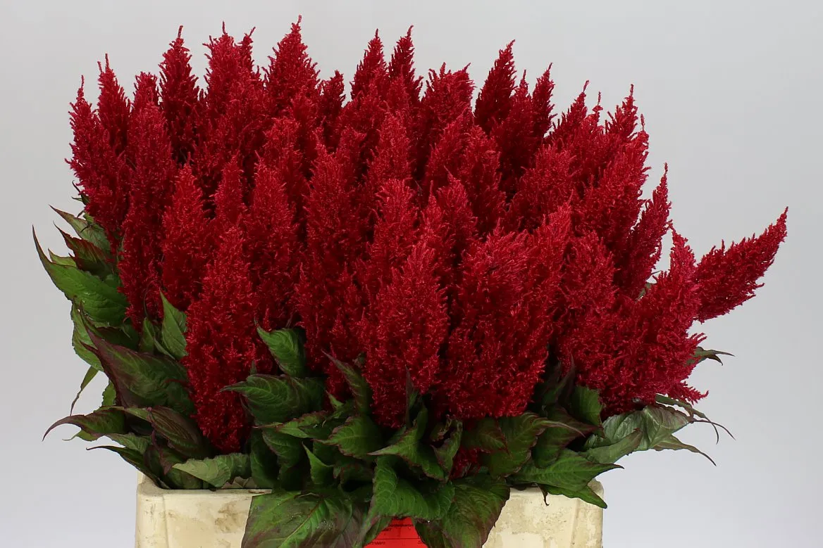Celosia Pl Red • 60 cm