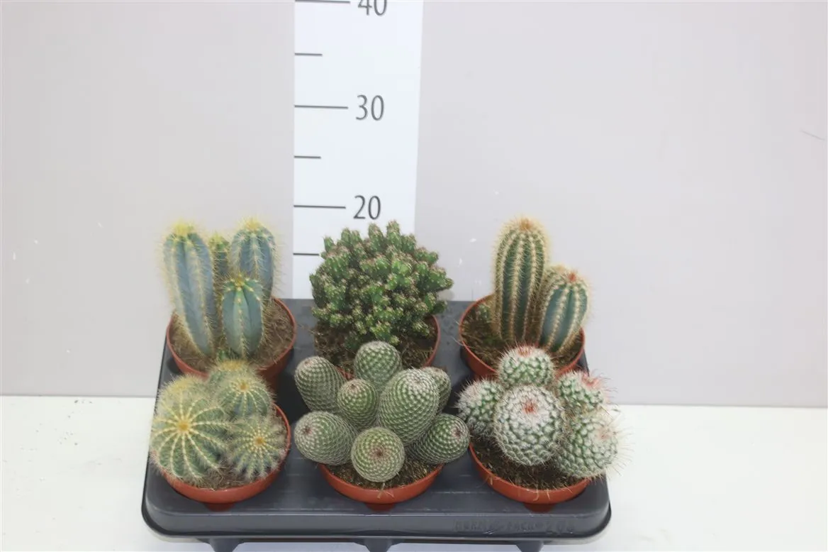 Kaktus mix • črepník 12 cm