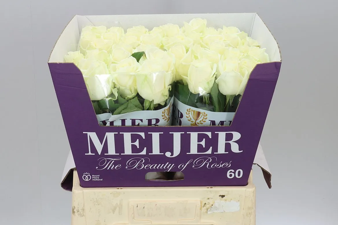 Ruža Avalanche Meijer White • 60 cm