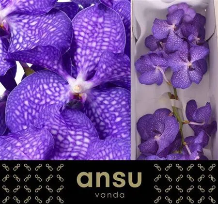 Vanda Blue Magic • 30 cm