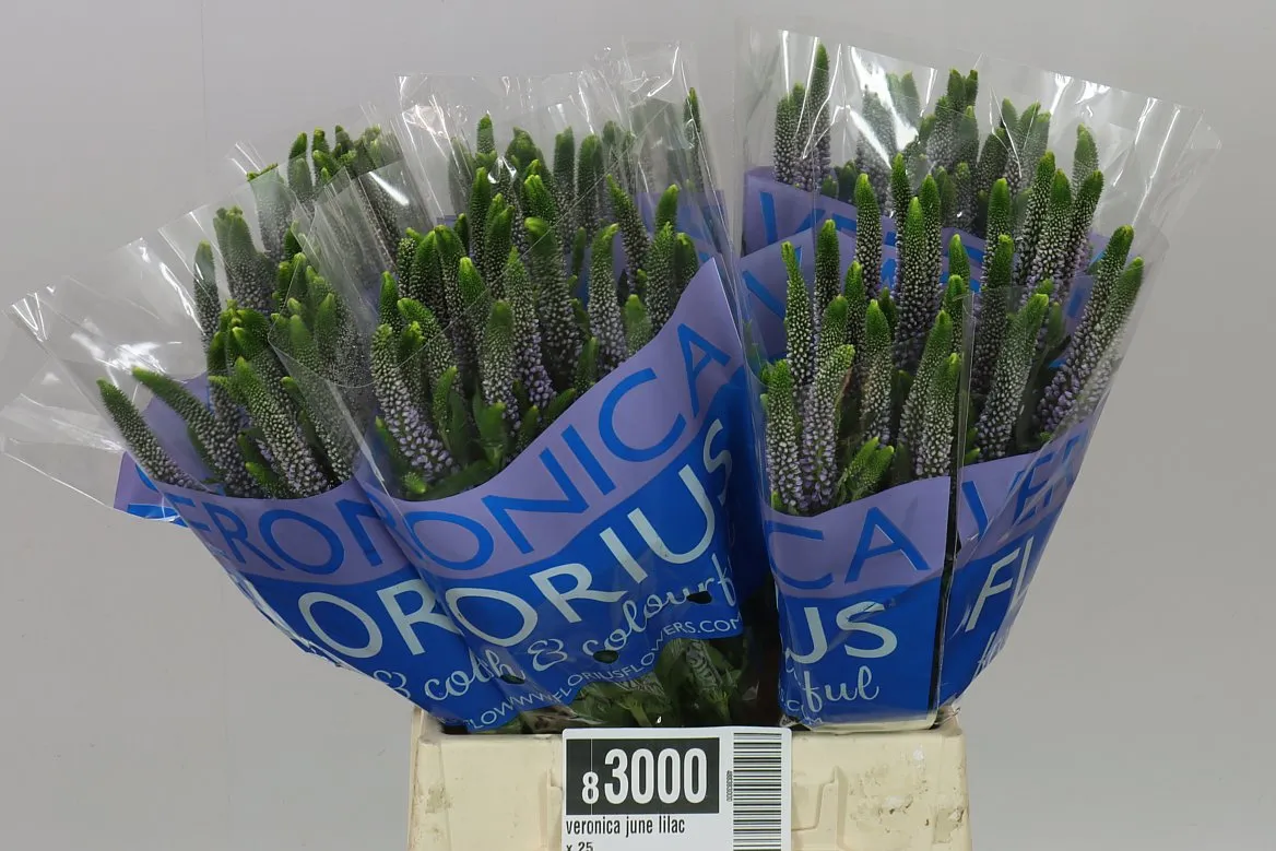 Veronica June Lilac X 25 • 50 cm