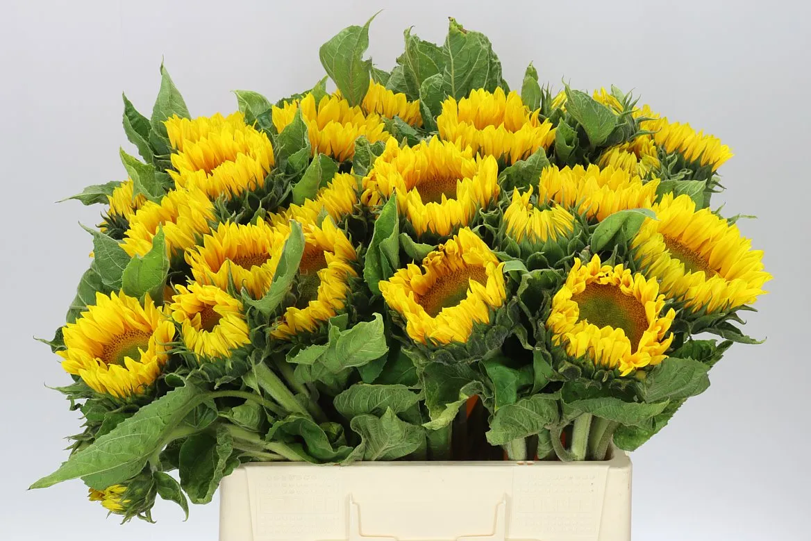 Heliantus Sunrich Up Gold • 60 cm