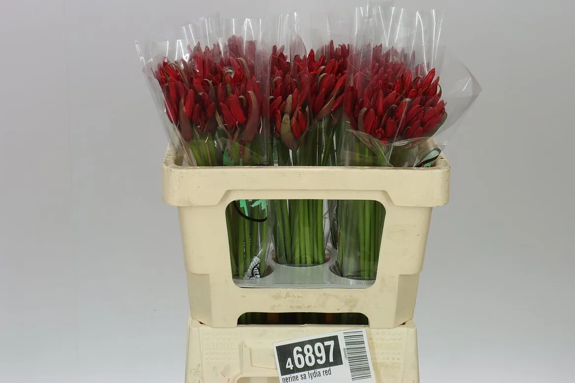 Nerine Sa Lydia Red • 50 cm