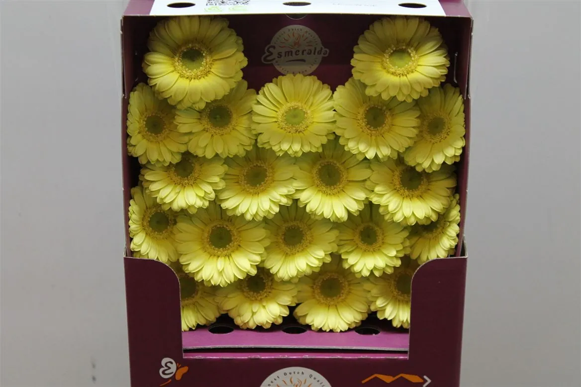 Germ. D Lemon Ice • 55 cm