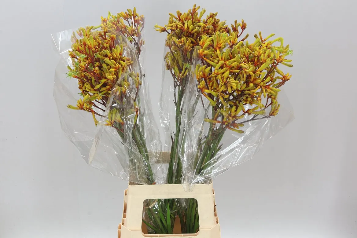 Anigozanthos Gold Fever • 80 cm