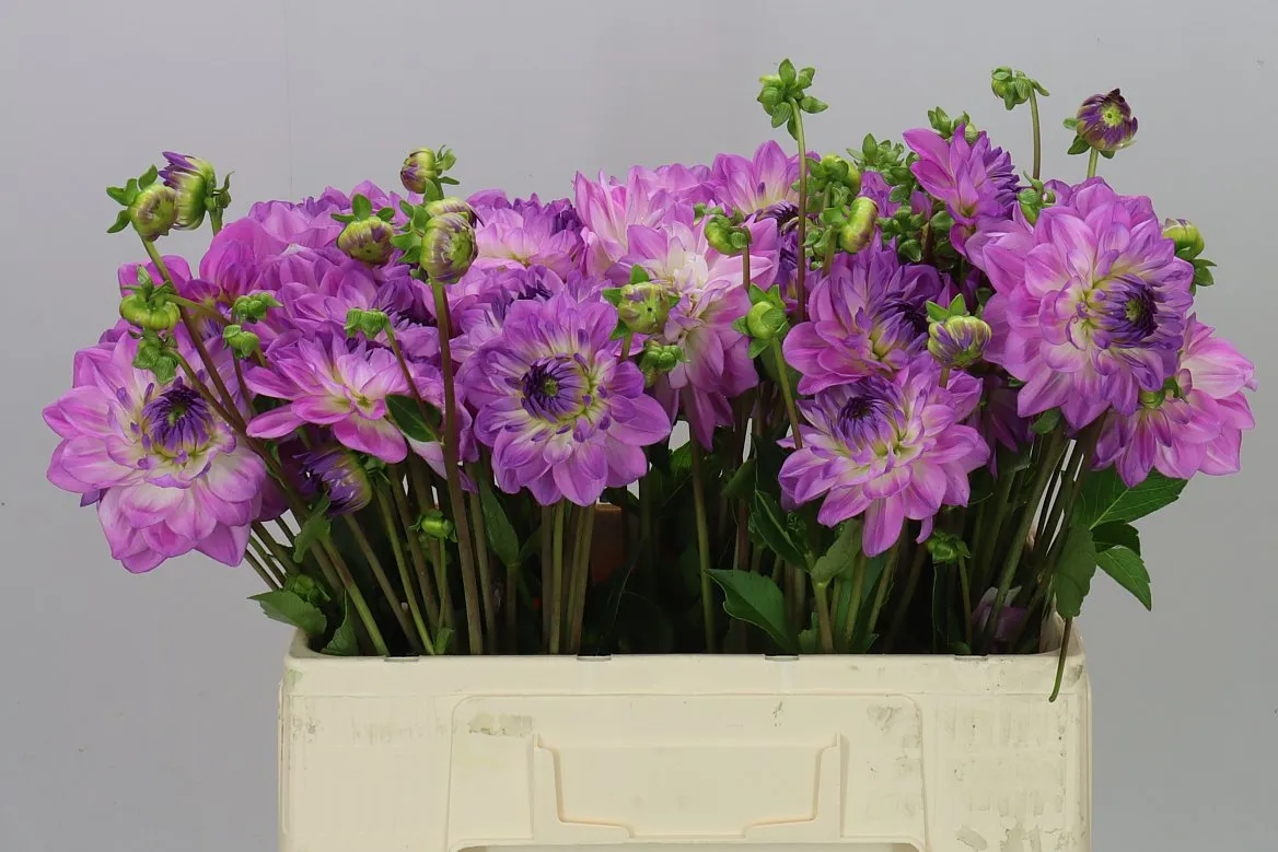 Dahlia Mediterrannee • 50 cm