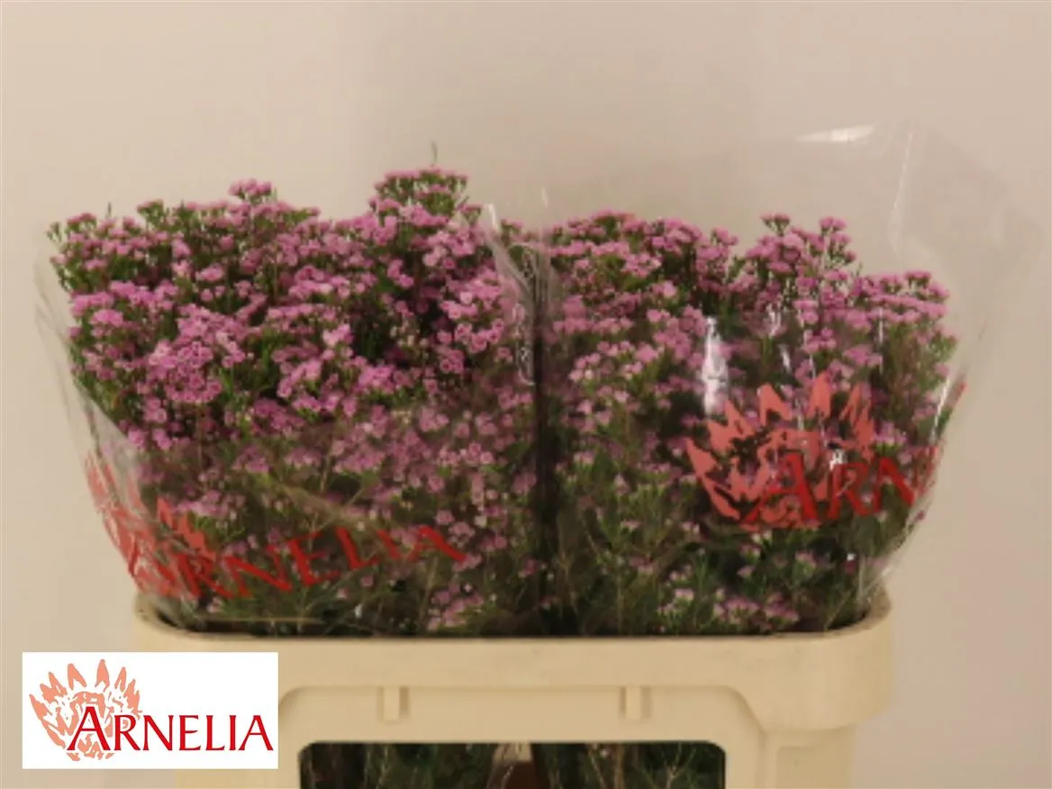 Voskovka Pink Pirouette • 70 cm