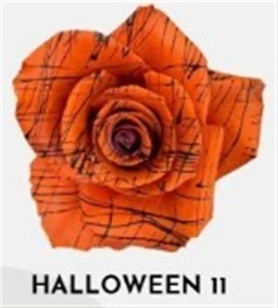 Ruža farbená Halloween 11, Ekvádor • 50 cm