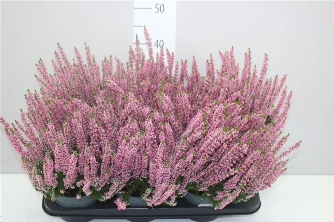 Calluna Beauty Ladies Roze • črepník 17 cm