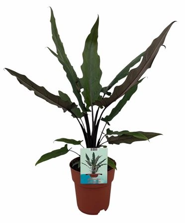 Alocasia Lauterbachiana • črepník 19 cm
