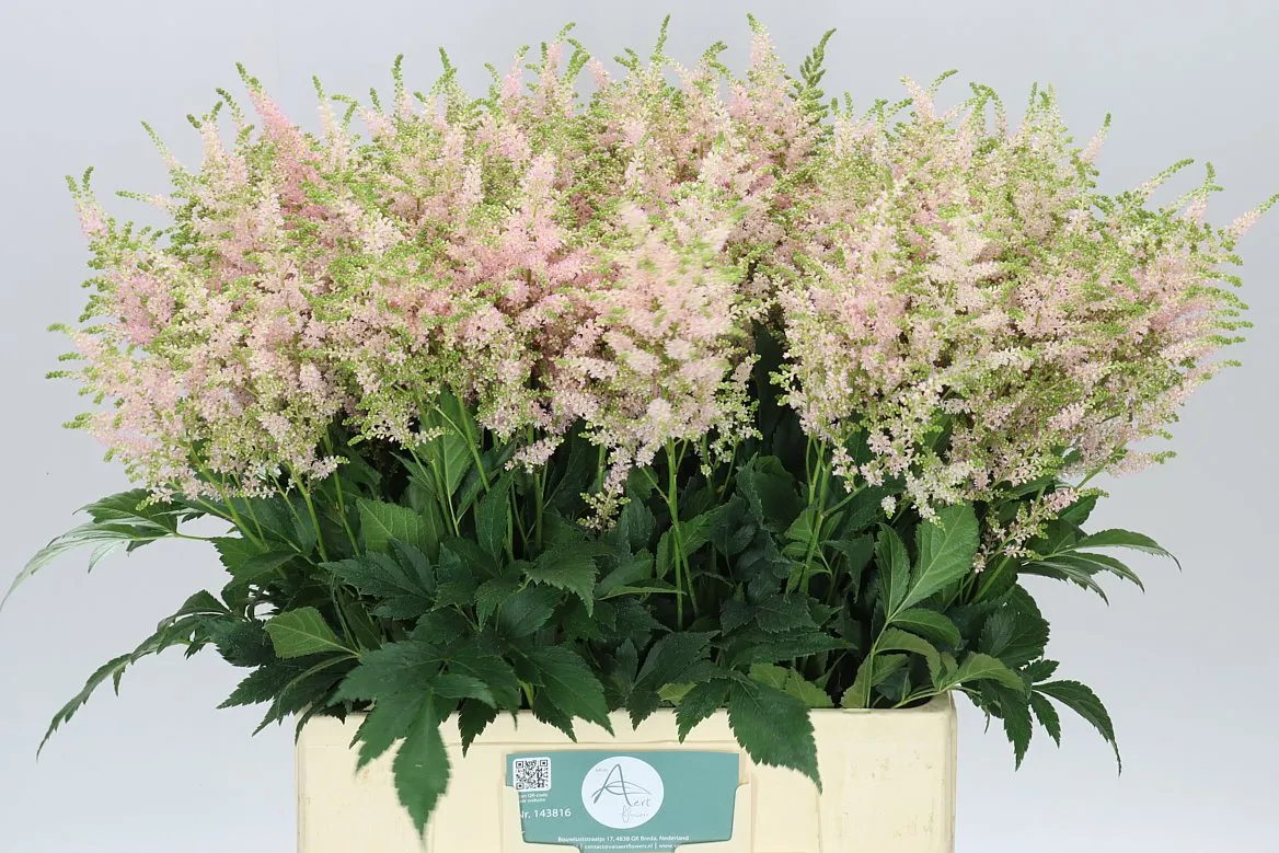 Astilbe Europa • 60 cm