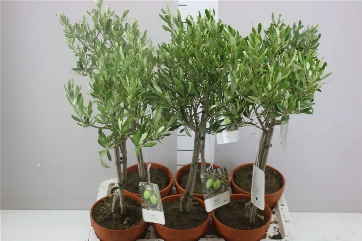Olea Europaea In Stenen Pot • črepník 16 cm